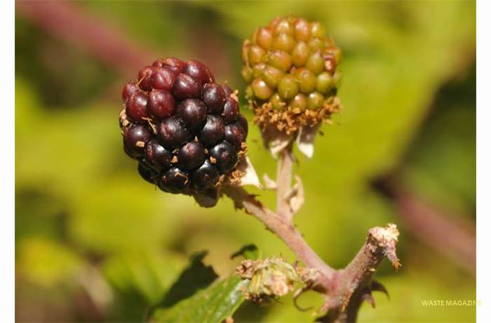 rubusulmifolius111