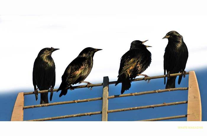 sturnus-vulgaris-estorninos