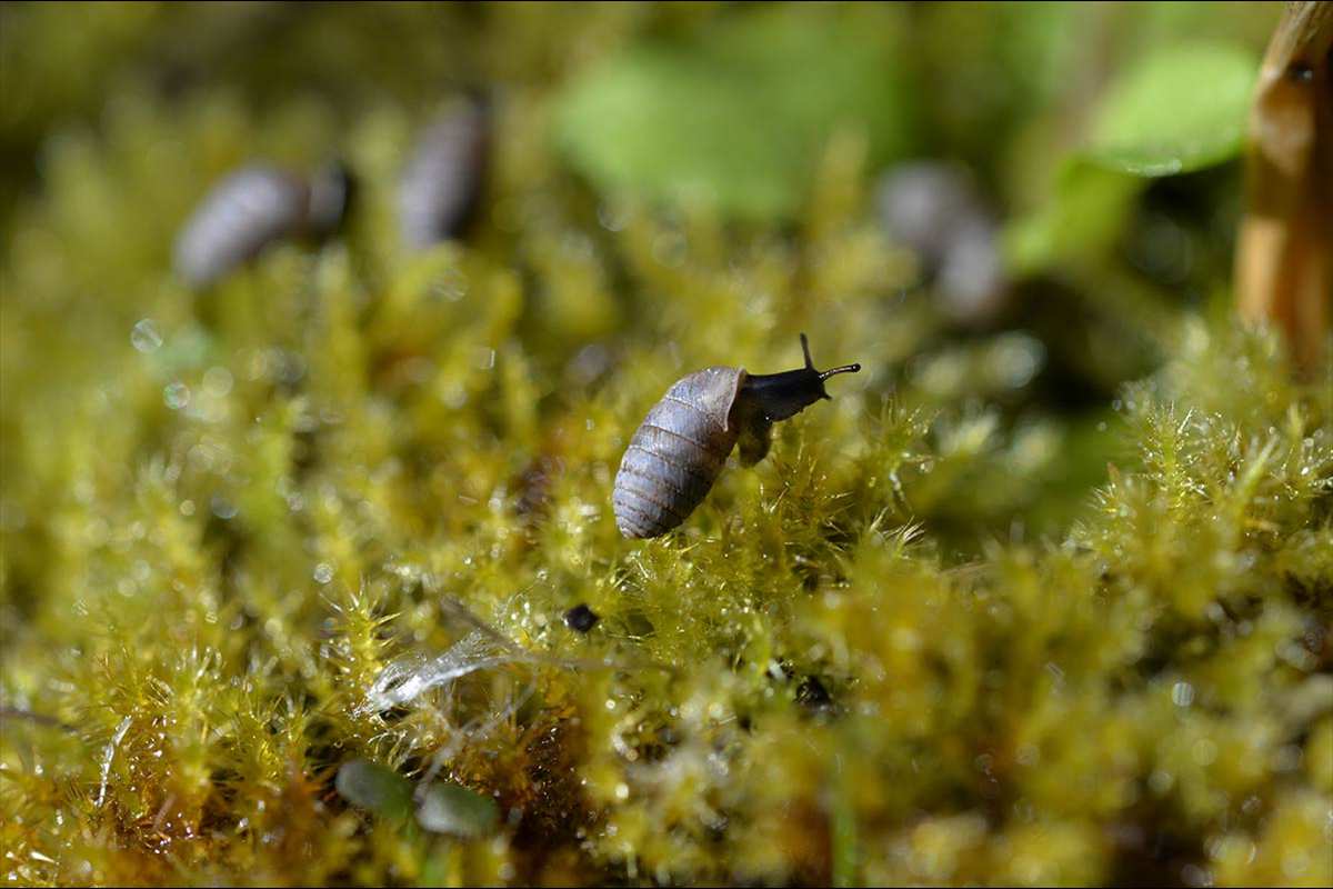 Orculella aragonica