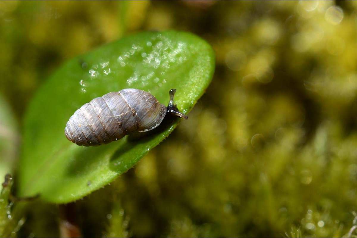 Orculella aragonica