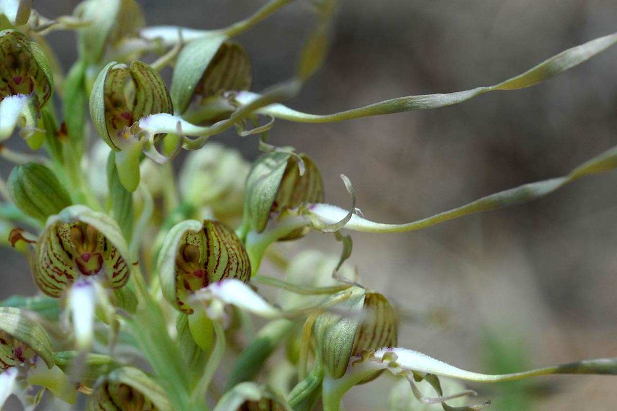 Himantoglossum hircinum