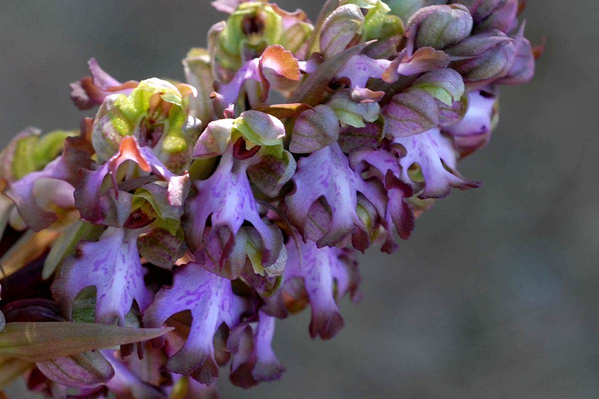 Hmantoglossum robertianum