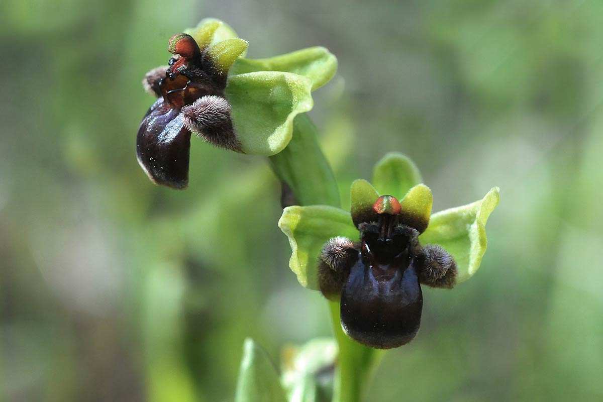 Ophrys bombyliflora