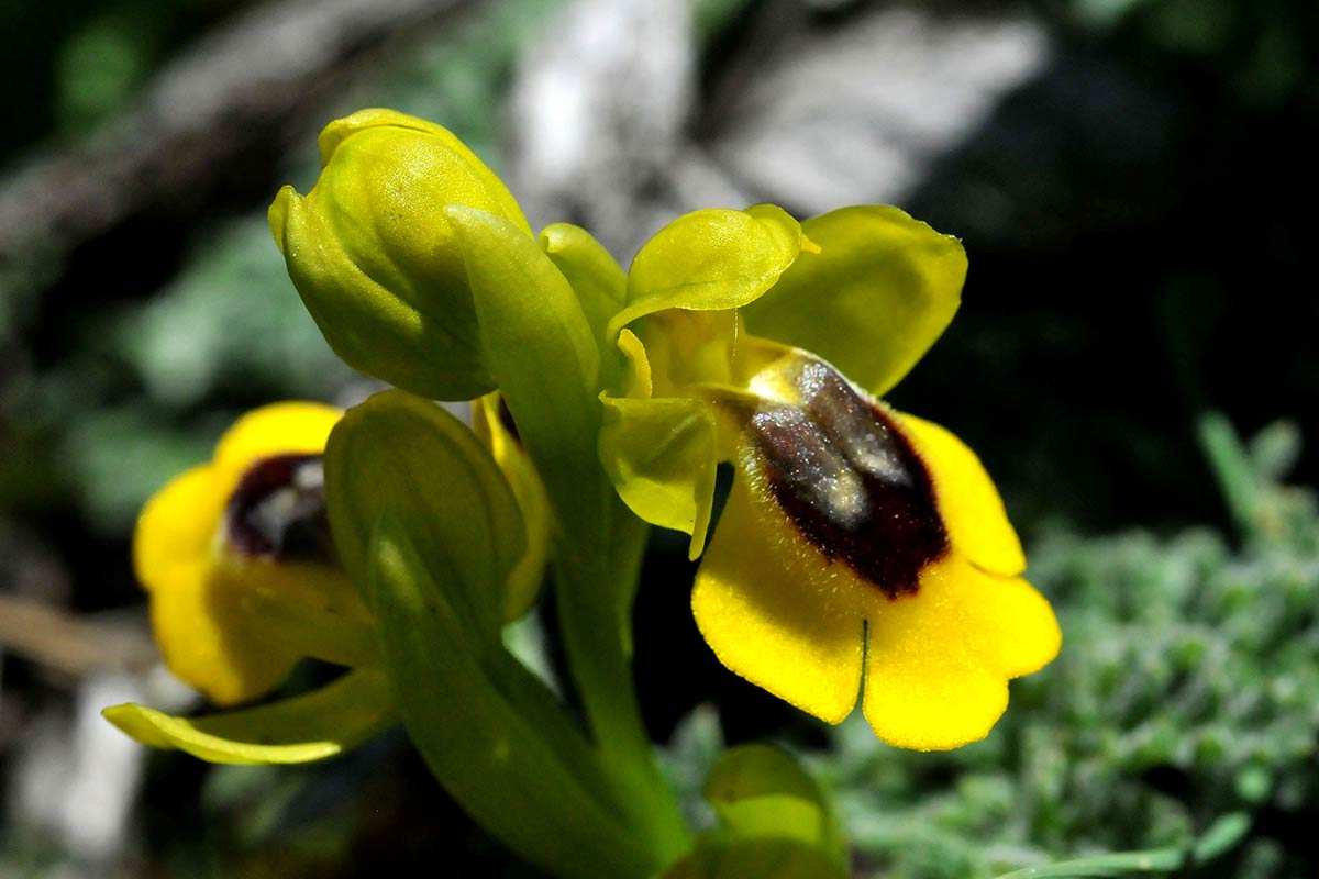 Ophrys lutea