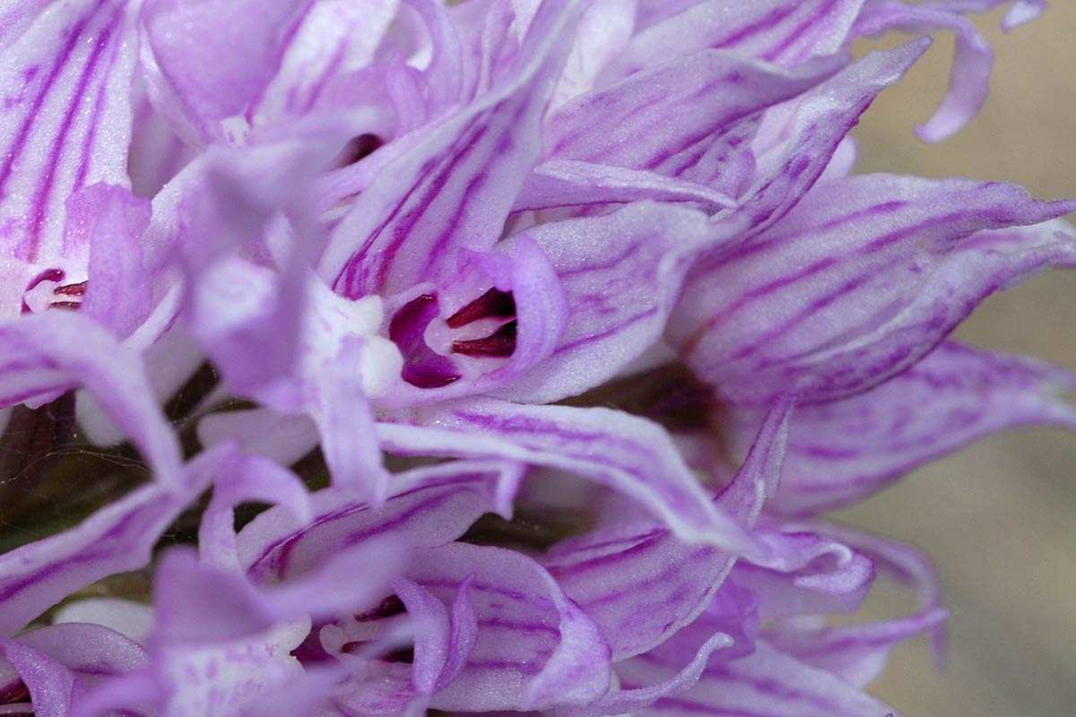 Orchis italica