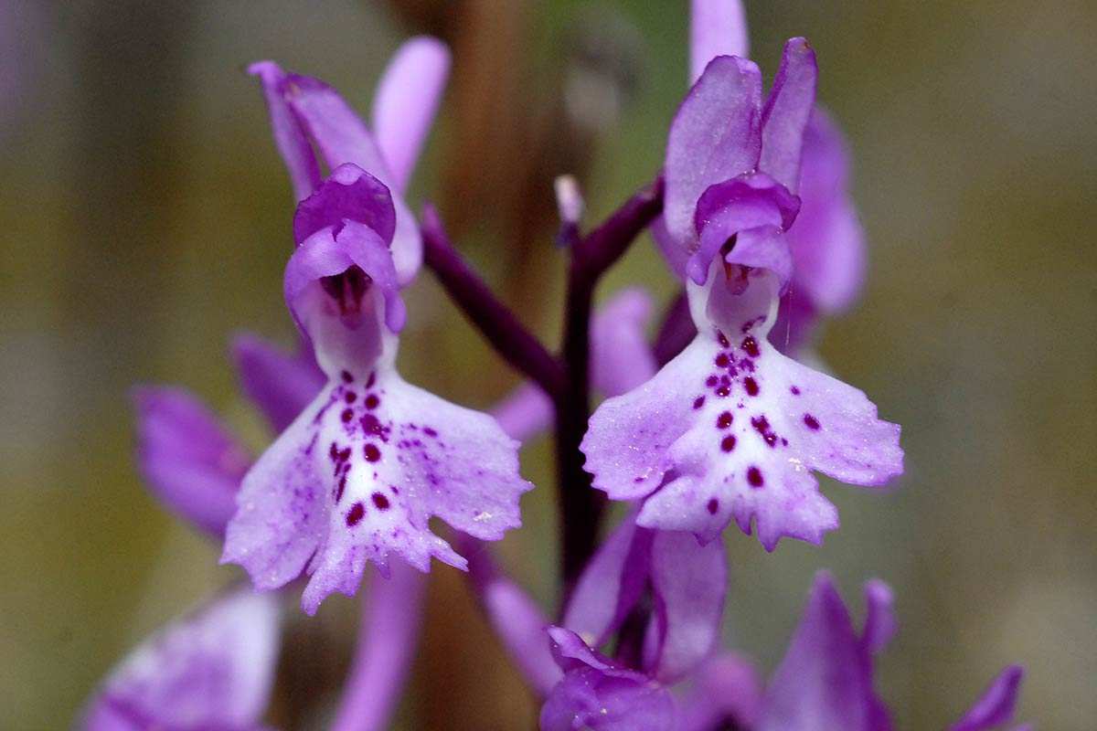 Orchi smascula