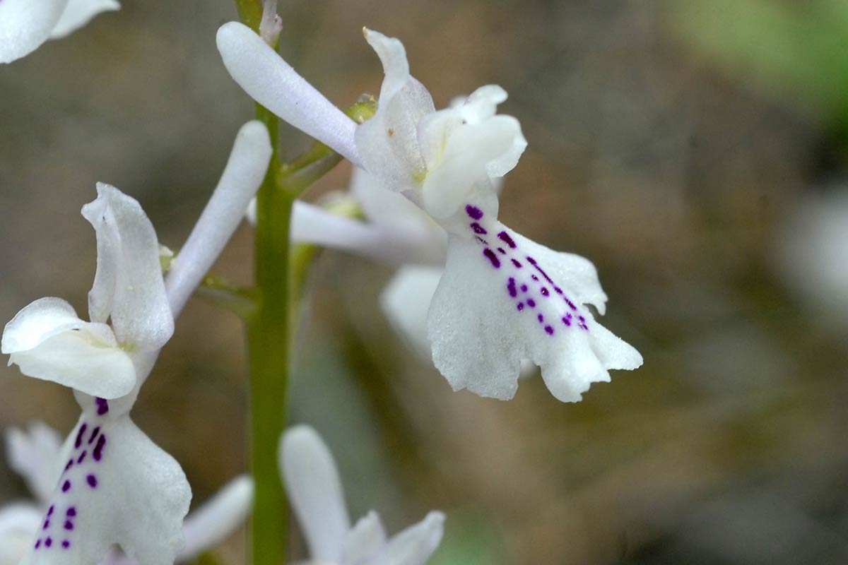 Orchis provincialis