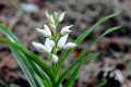 Cephalantera longifolia