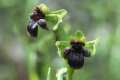 Ophrys bombyliflora