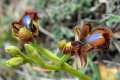 Ophrys speculum