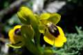 Ophrys lutea