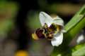 Ophrys scolopax