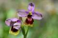 Ophrys tenthredinifera