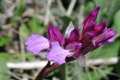 Orchis papilionacea