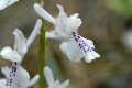 Orchis provincialis