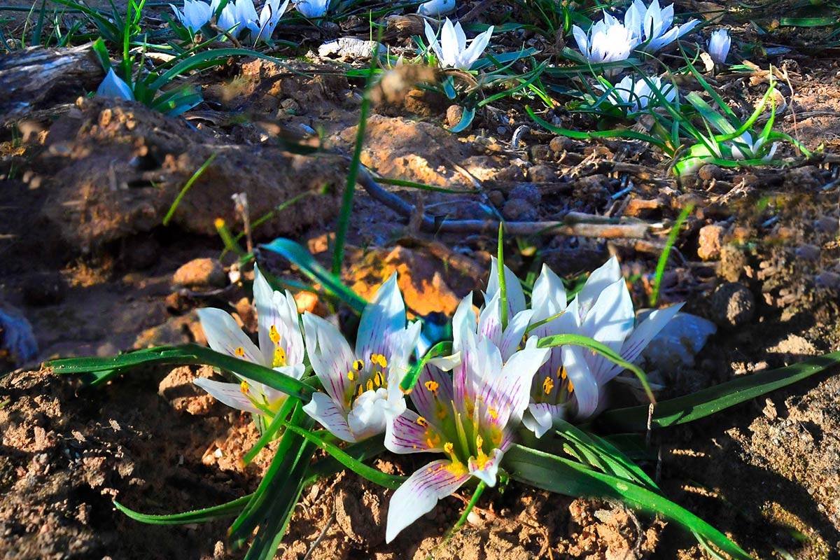 Azafrán del Cabo de Gata, flor de otoño