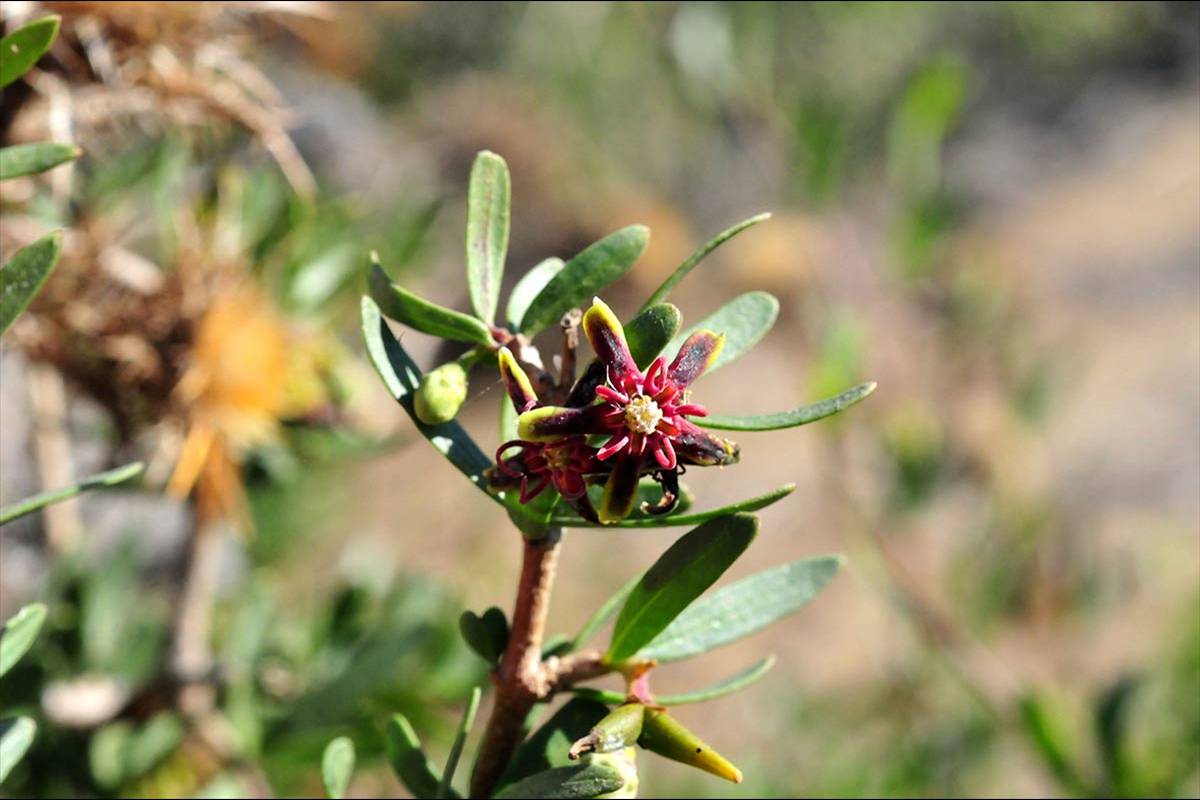 Flor de azufaifo, flor de otoño