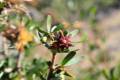 Flor de azufaifo, flor de otoño