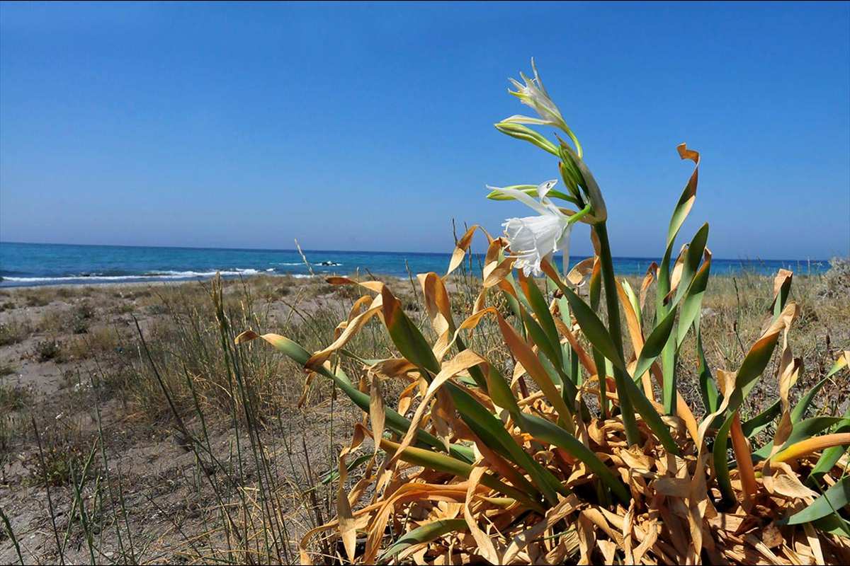 pancratium maritimum - Azucena marítima . Joyas botánicas de la costa del sureste