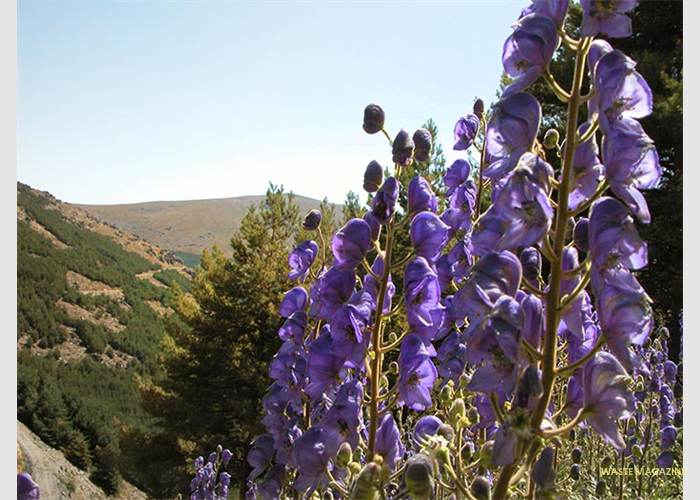 aconitum221