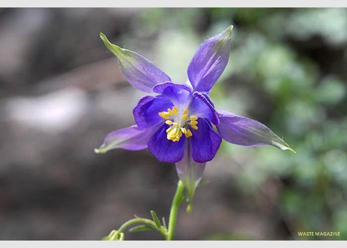 aquilegianevadensis55