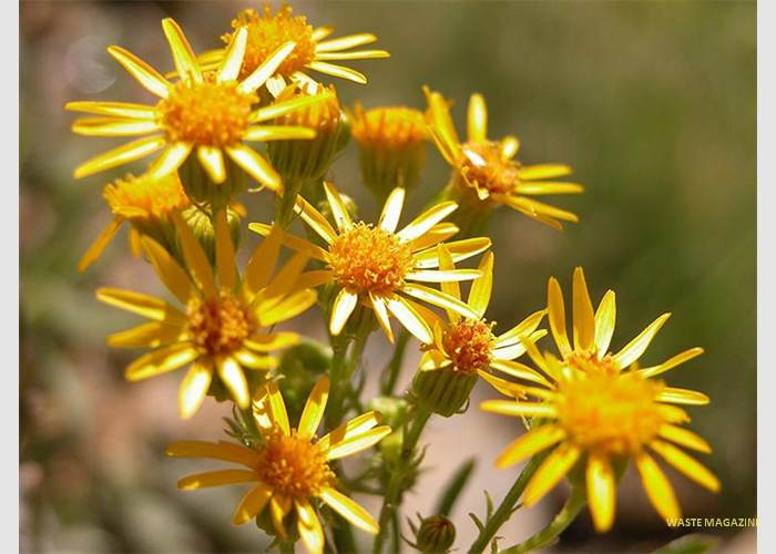 seneciojacobea16