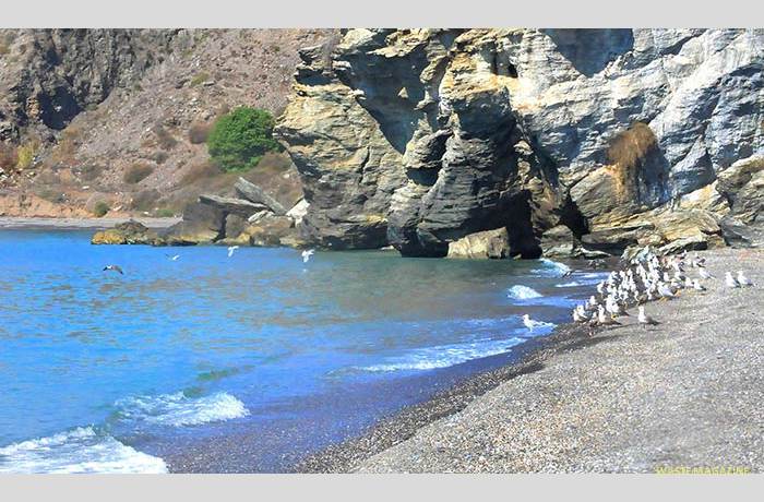 PLAYA-GAVIOTAS