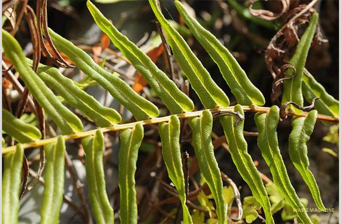 nacimiento-velez-009