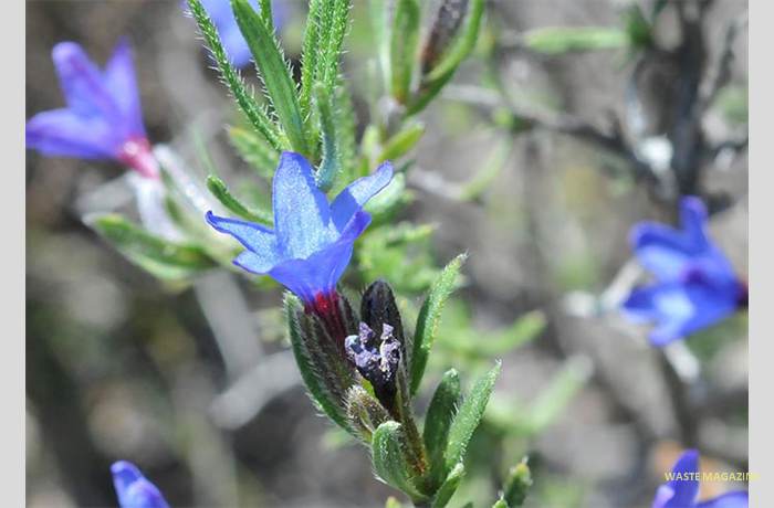 lithodorafruticosa6
