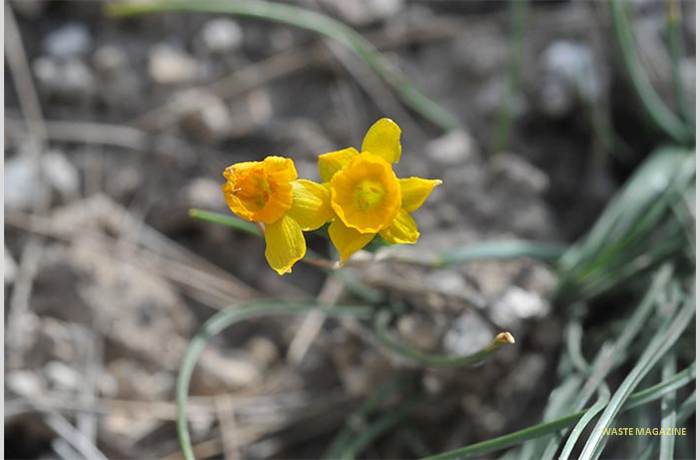 narcissuscuatrecaasii23