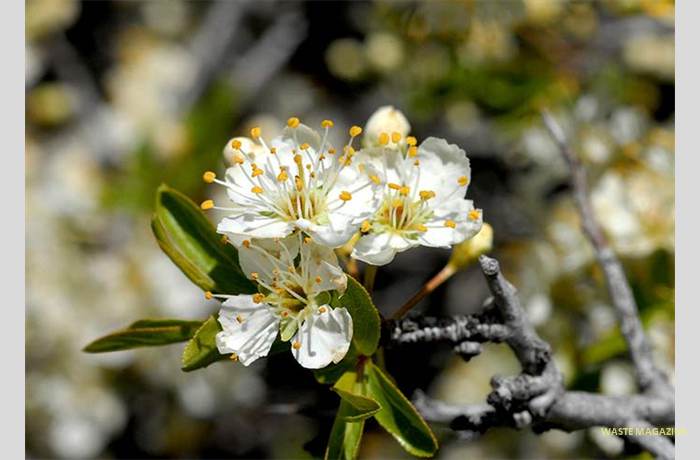 prunusramburii72