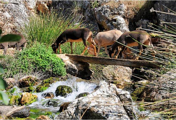 nacimiento-riofrio-ganado