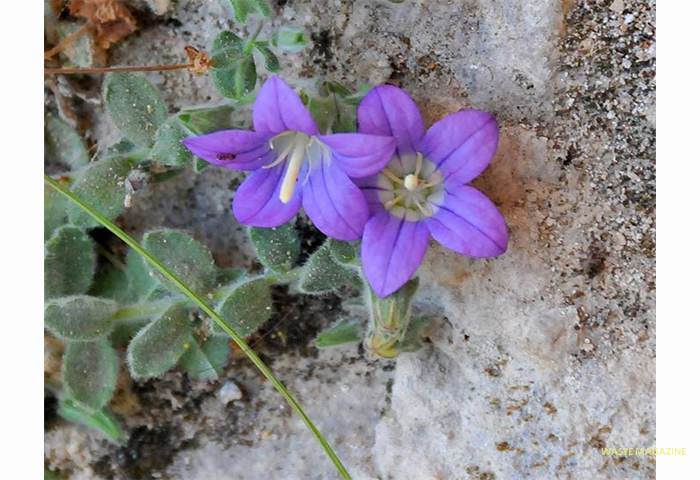 campanula-mollis