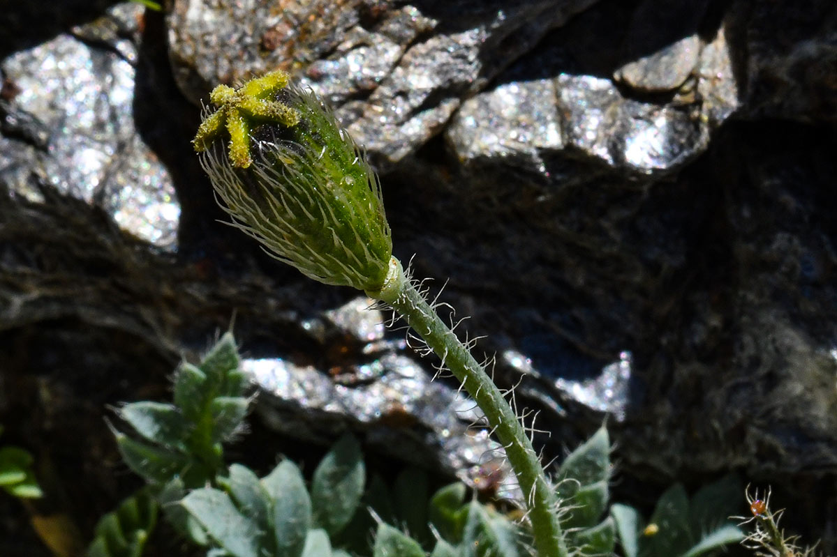 Papaver lapeyrousianum * Amapola de Sierra Nevada * J. E. Gómez / Merche S. Calle