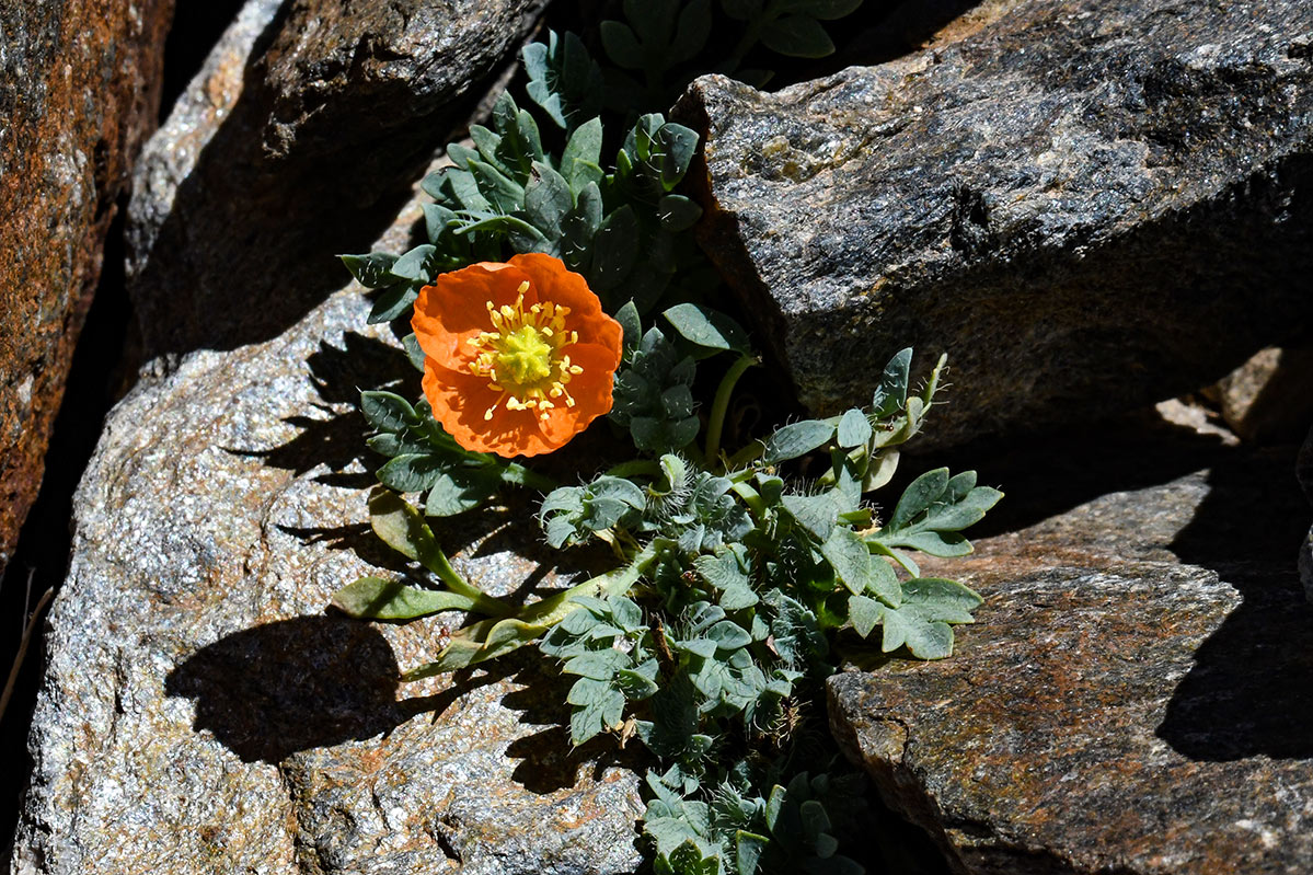 Papaver lapeyrousianum * Amapola de Sierra Nevada * J. E. Gómez / Merche S. Calle