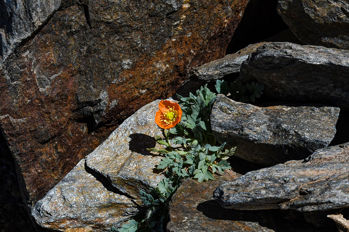 Papaver lapeyrousianum * Amapola de Sierra Nevada * J. E. Gómez / Merche S. Calle