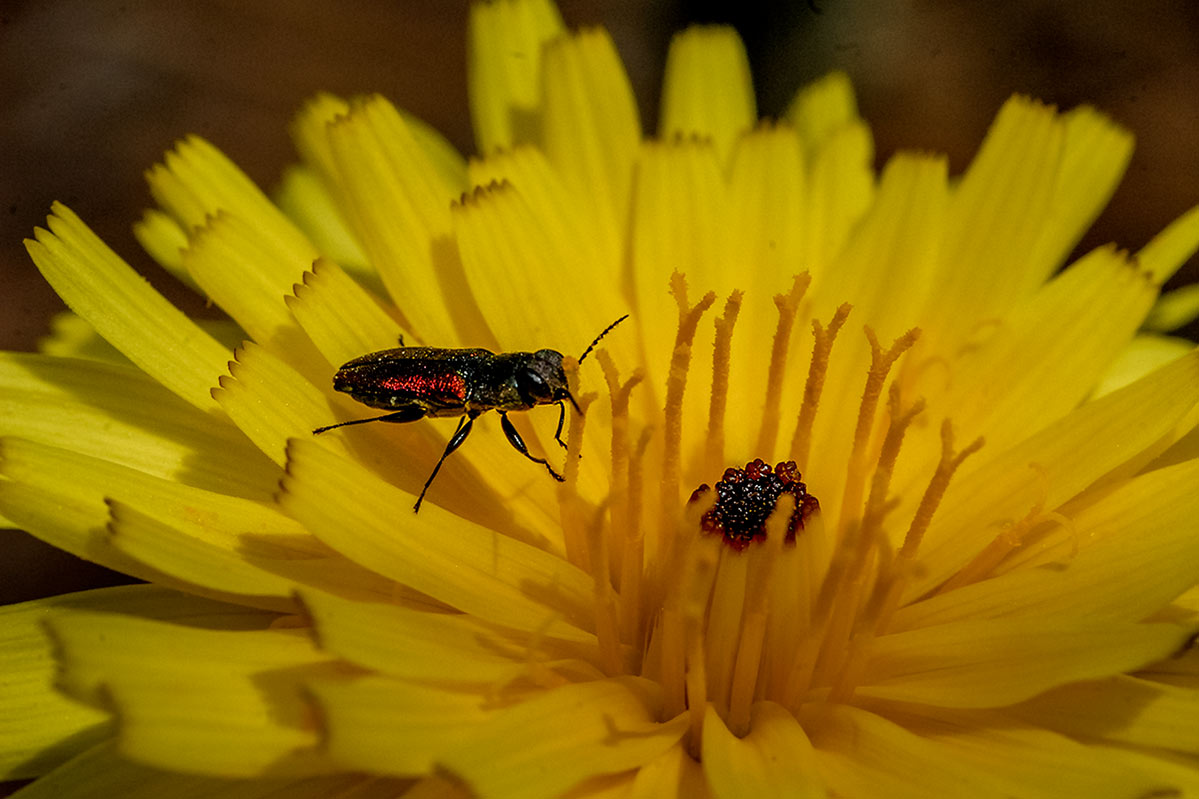 anthaxiascutellaris5