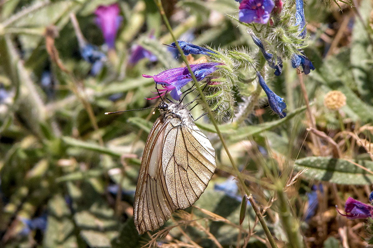 aporiacrataegi33