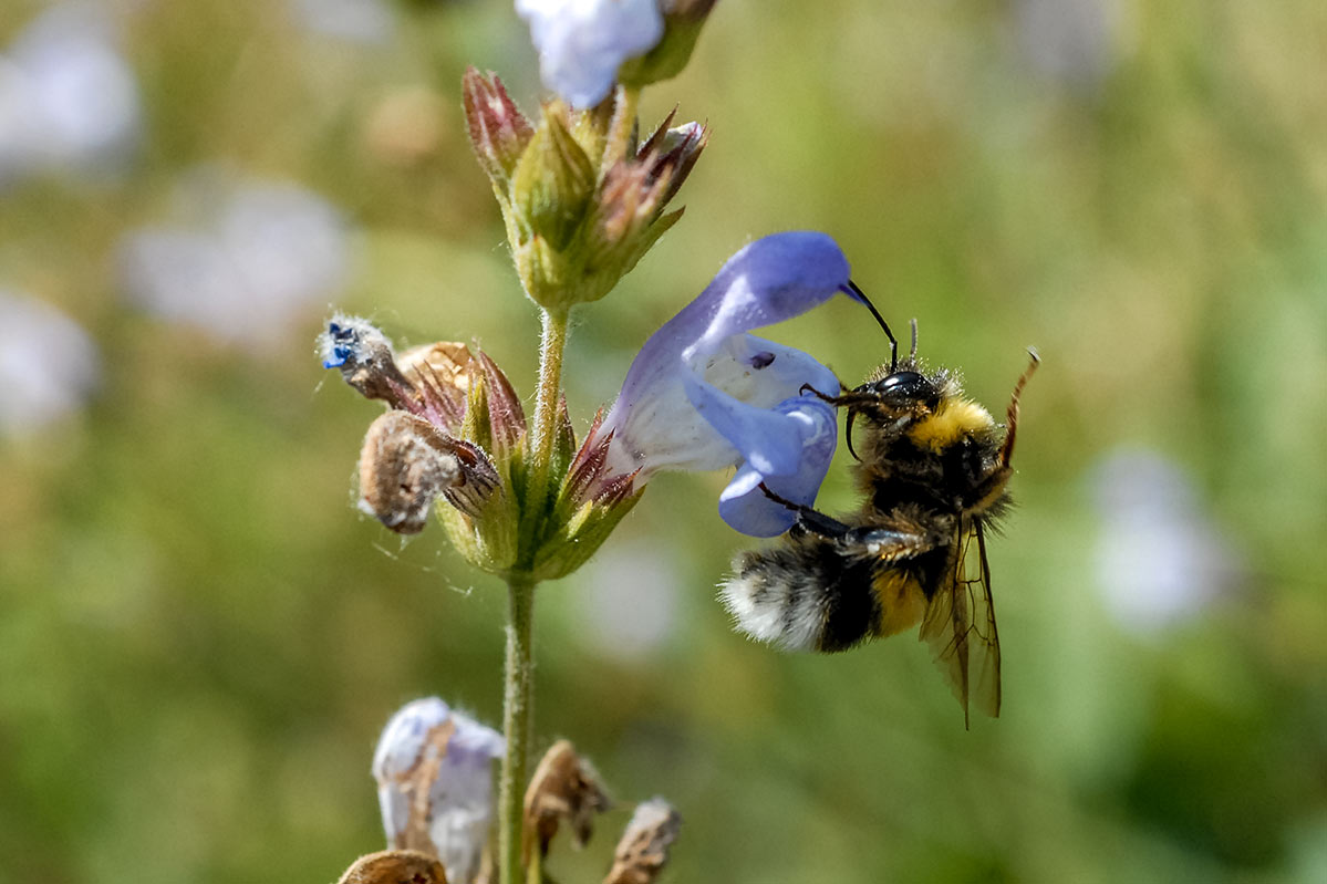 bombusterristris3
