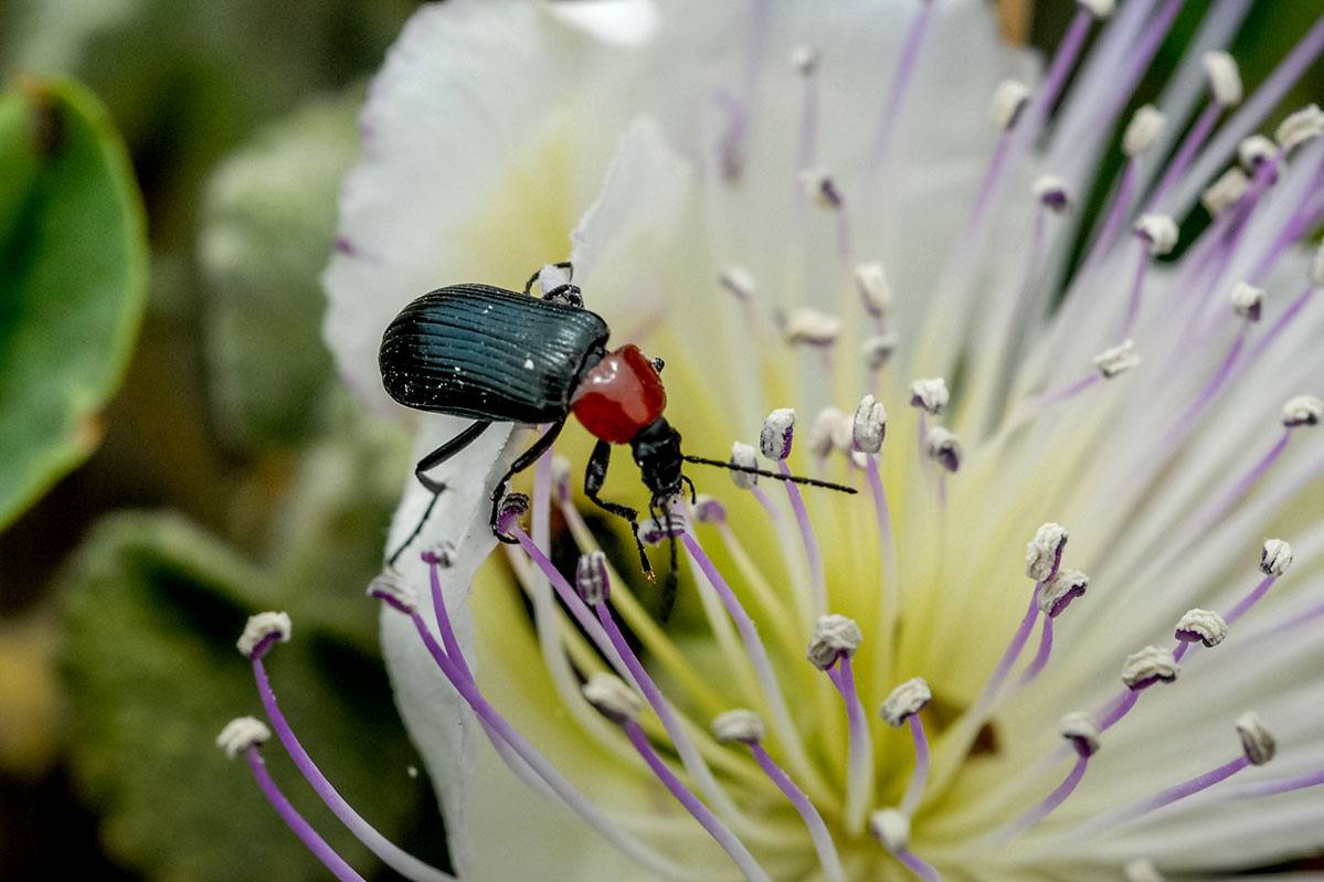 heliotaurusruficollis9