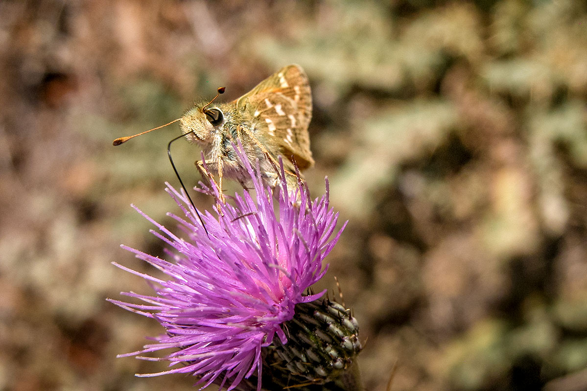 hesperiacomma