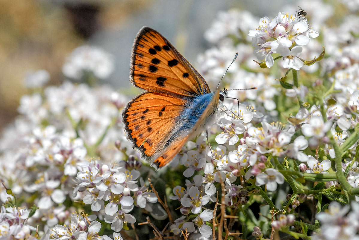 lycaenaalciphron38