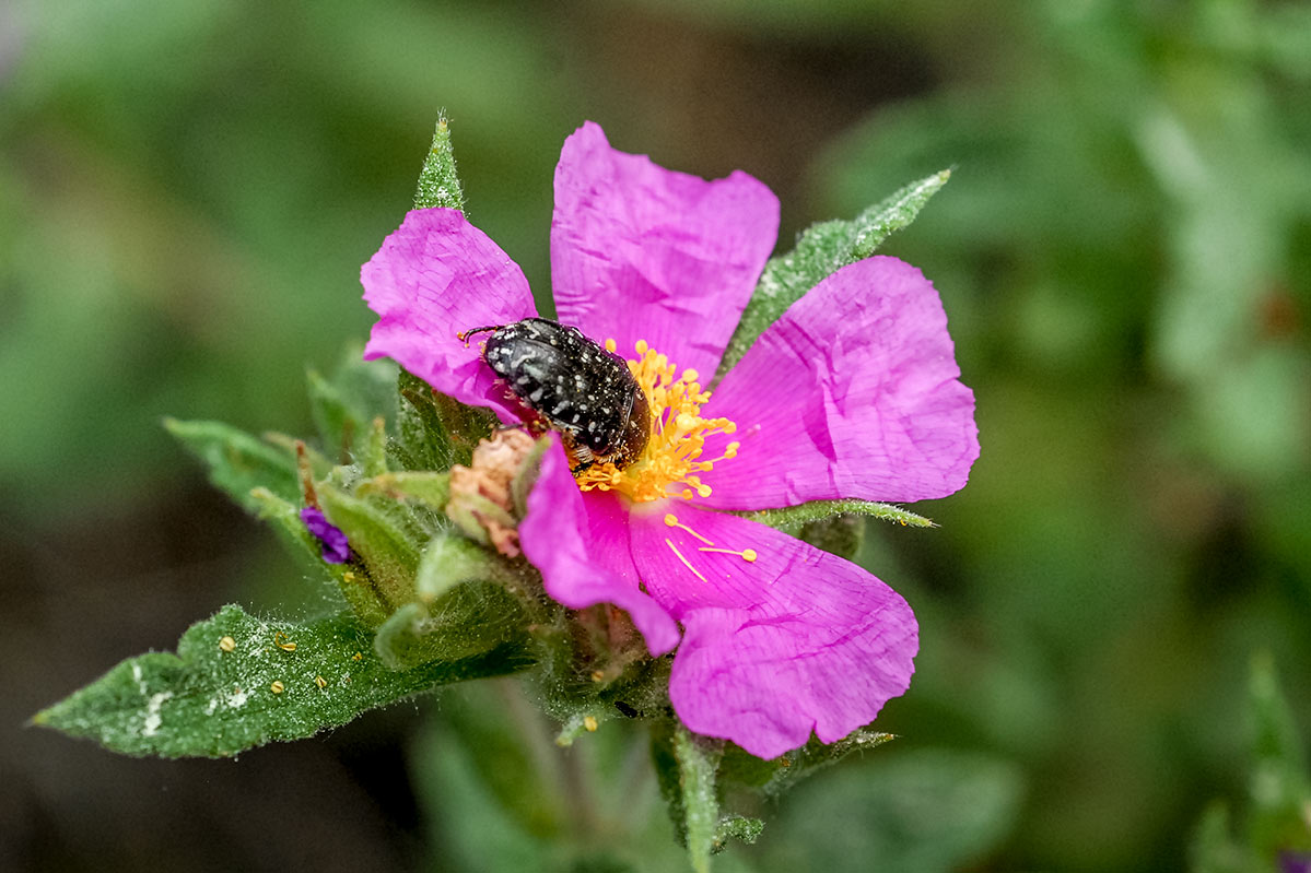 oxythyreafunesta6
