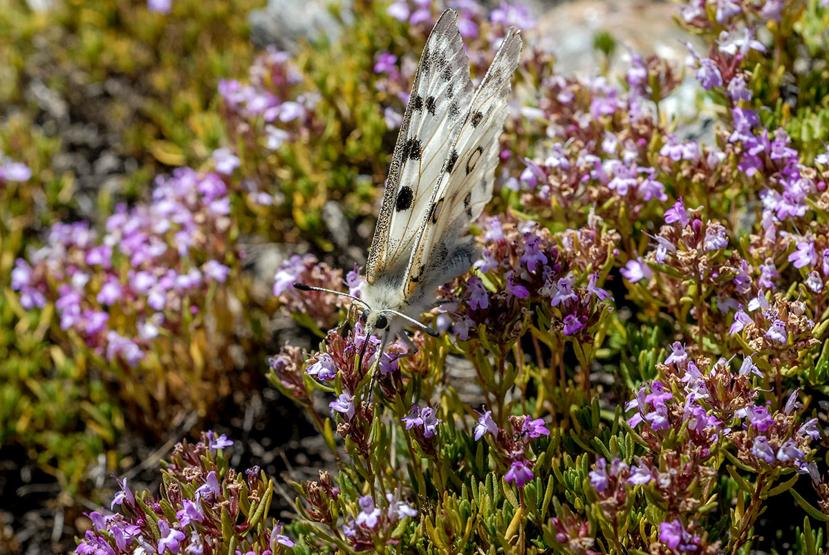 parnassiusapollonevadensis53