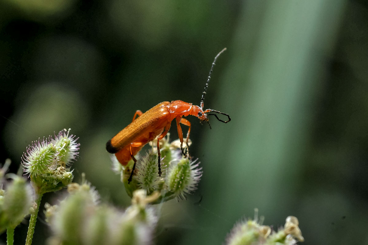 rhagonychafulva