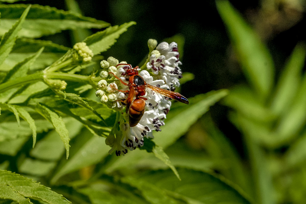 rhynchiumoculatum2