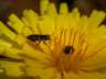 anthaxiascutellaris5