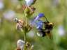 bombusterristris3