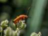 rhagonychafulva