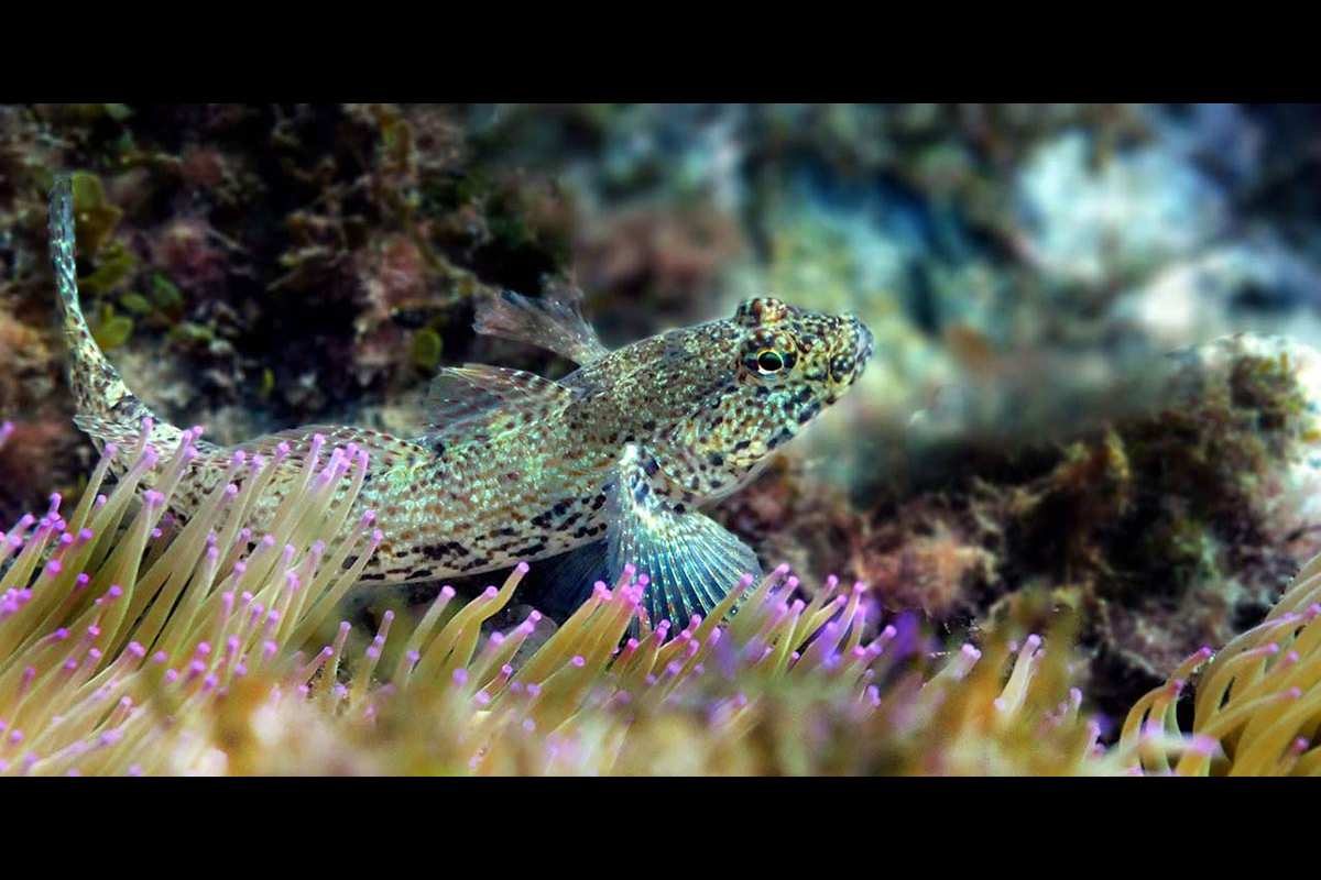 Gobius bucchichi